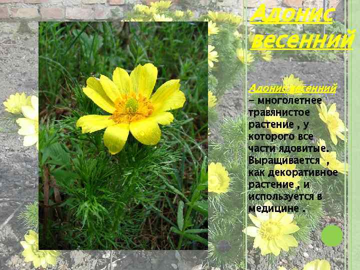 Адонис весенний - многолетнее травянистое растение , у которого все части ядовитые. Выращивается ,