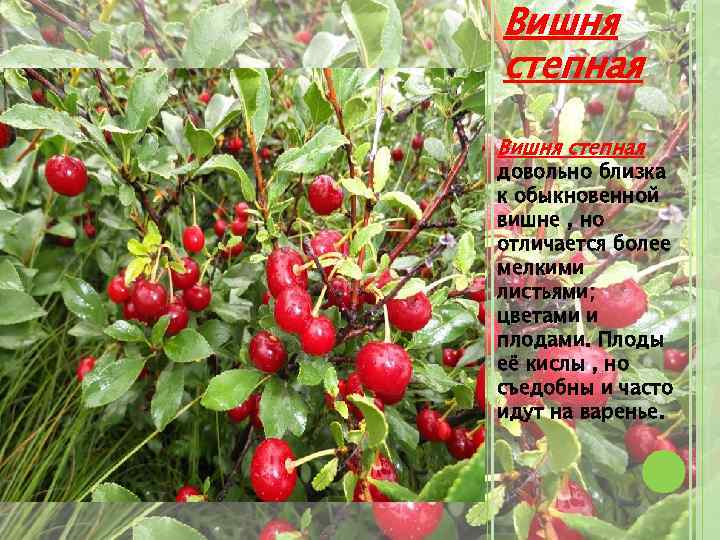 Вишня степная довольно близка к обыкновенной вишне , но отличается более мелкими листьями; цветами