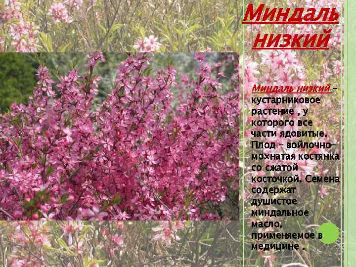 Миндаль низкий - кустарниковое растение , у которого все части ядовитые. Плод – войлочномохнатая