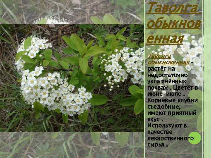 Таволга обыкнов енная Таволга обыкновенная – растёт на недостаточно увлажнённых почвах. Цветёт в июне-июле.
