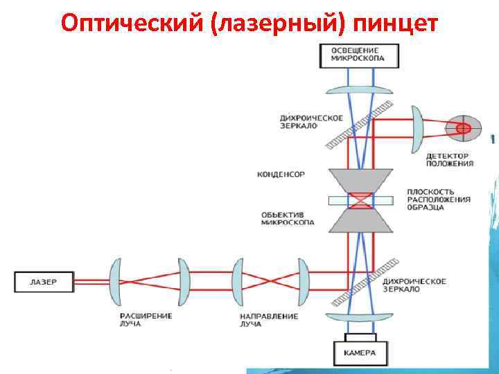 Оптический (лазерный) пинцет 