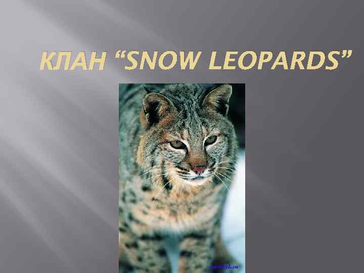 КЛАН “SNOW LEOPARDS” 