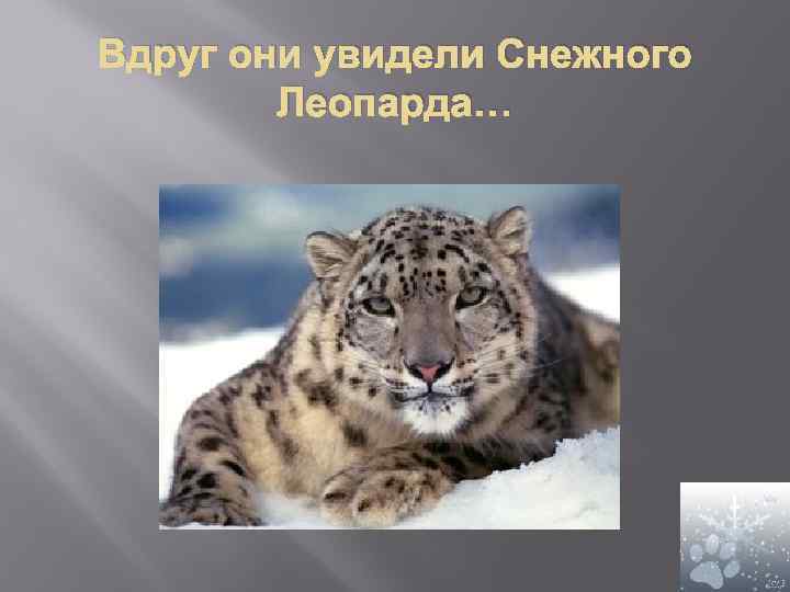 Вдруг они увидели Снежного Леопарда… 
