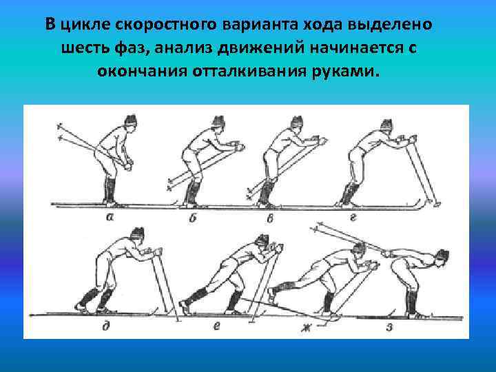 Виды лыжных ходов. Виды циклов лыжных ходов. Цикл лыжного хода начинается с фазы. Среди лыжных ходов выделяют. Какой лыжный ход самый скоростной ответ.