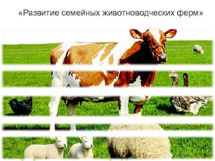  «Развитие семейных животноводческих ферм» 1 