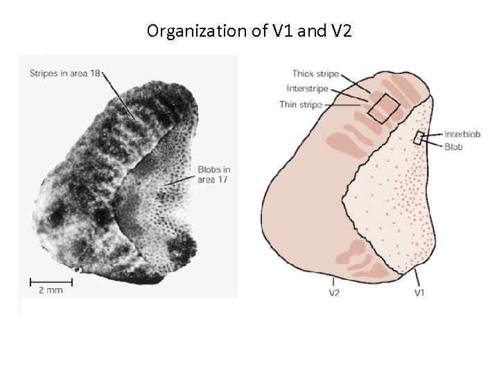 Organization of V 1 and V 2 