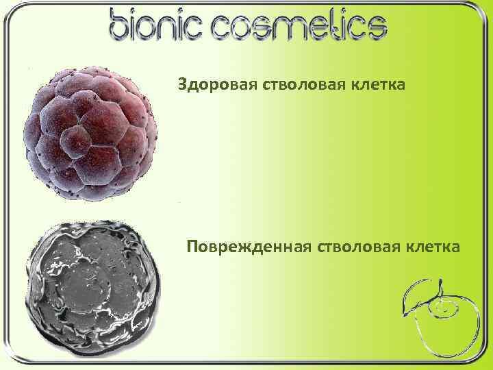 Здоровая стволовая клетка Поврежденная стволовая клетка 