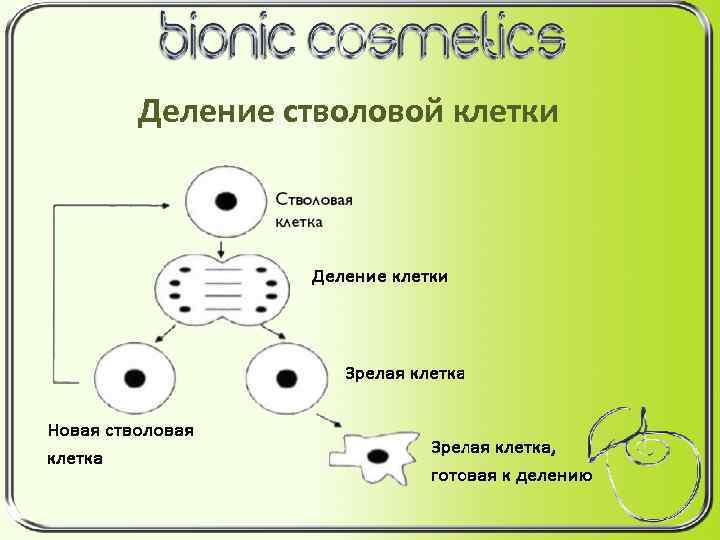 Деление стволовой клетки 