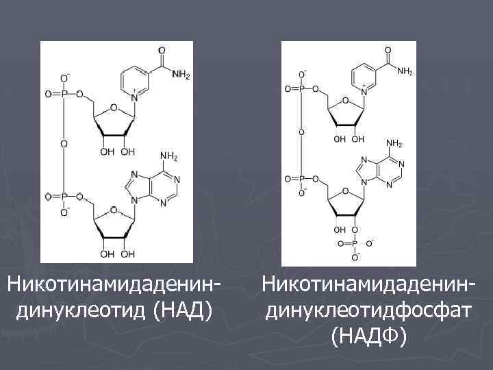 Никотинамидадениндинуклеотид (НАД) Никотинамидадениндинуклеотидфосфат (НАДФ) 