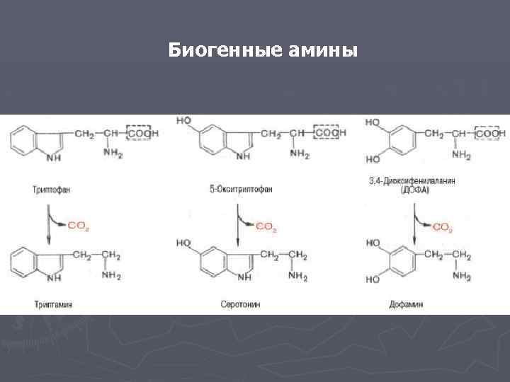 Биогенные амины 