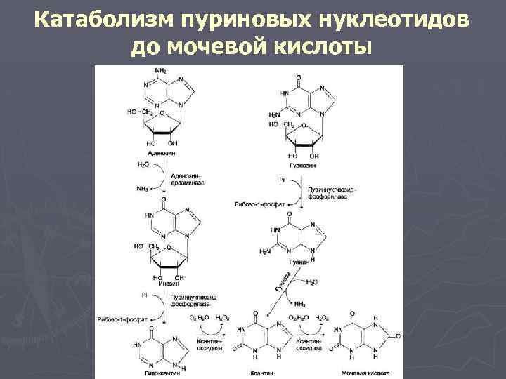 Катаболизм пуриновых нуклеотидов до мочевой кислоты 