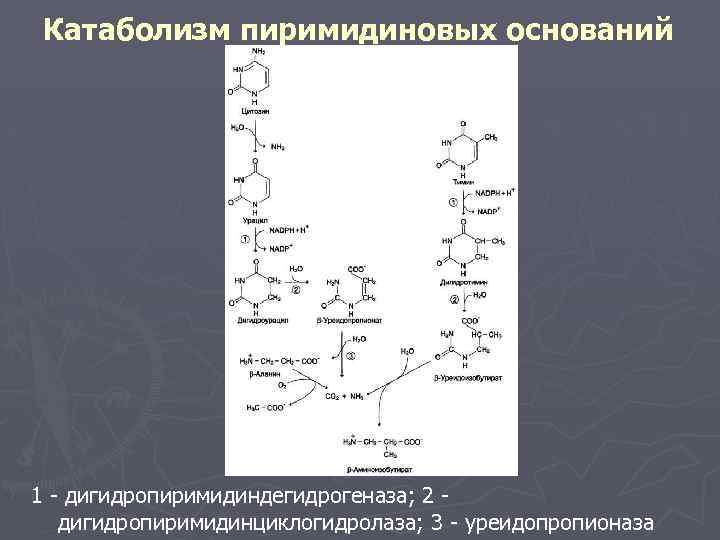 Катаболизм пиримидиновых оснований 1 - дигидропиримидиндегидрогеназа; 2 дигидропиримидинциклогидролаза; 3 - уреидопропионаза 