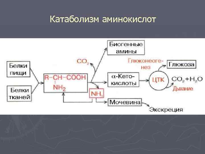 Энергетический обмен белков. Общая схема катаболизма аминокислот. Катаболизм аминокислот. Пути катаболизма аминокислот. Катаболизм аминокислот схема.