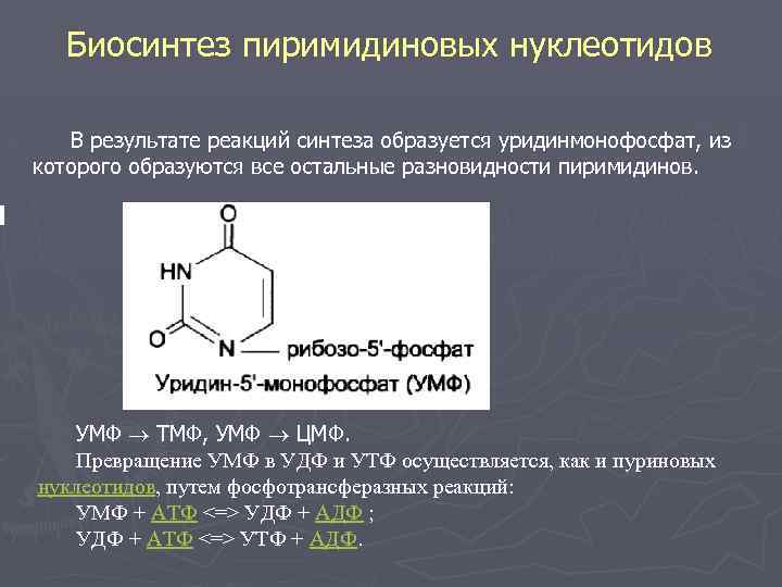 Биосинтез пиримидиновых нуклеотидов В результате реакций синтеза образуется уридинмонофосфат, из которого образуются все остальные