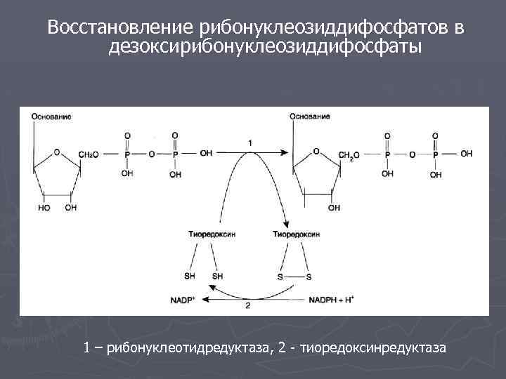 Восстановление рибонуклеозиддифосфатов в дезоксирибонуклеозиддифосфаты 1 – рибонуклеотидредуктаза, 2 - тиоредоксинредуктаза 