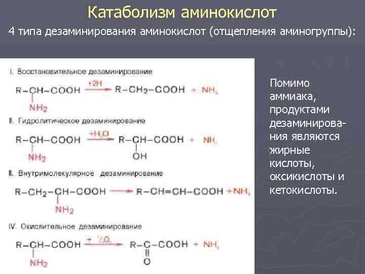 При гидролитическом дезаминировании альфа аминокислот образуется