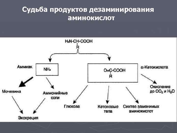Судьба продуктов дезаминирования аминокислот 