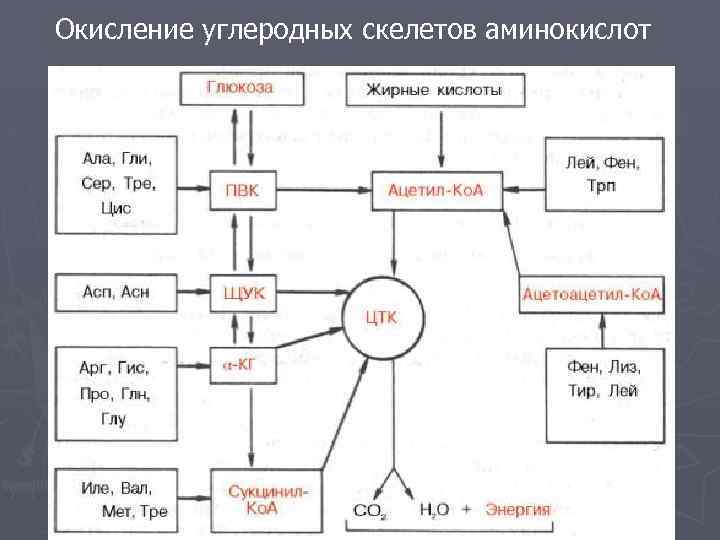 Окисление углеродных скелетов аминокислот Катаболизм углеродных скелетов аминокислот 