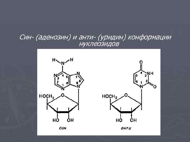 Син- (аденозин) и анти- (уридин) конформации нуклеозидов 