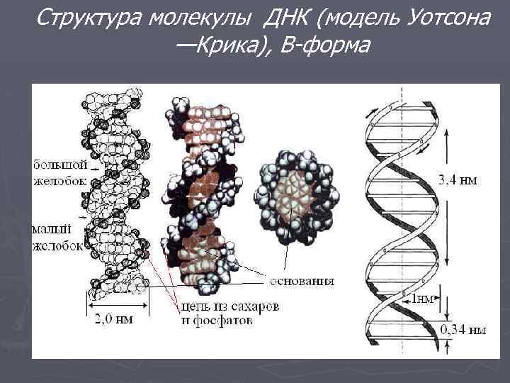 Структура молекулы ДНК (модель Уотсона —Крика), В-форма 