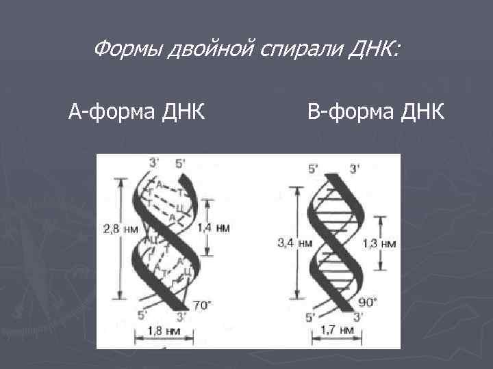 Двойная форма. Формы спирали ДНК. Формы двойной спирали. Диаметр двойной спирали ДНК. Типы двойных спиралей ДНК.