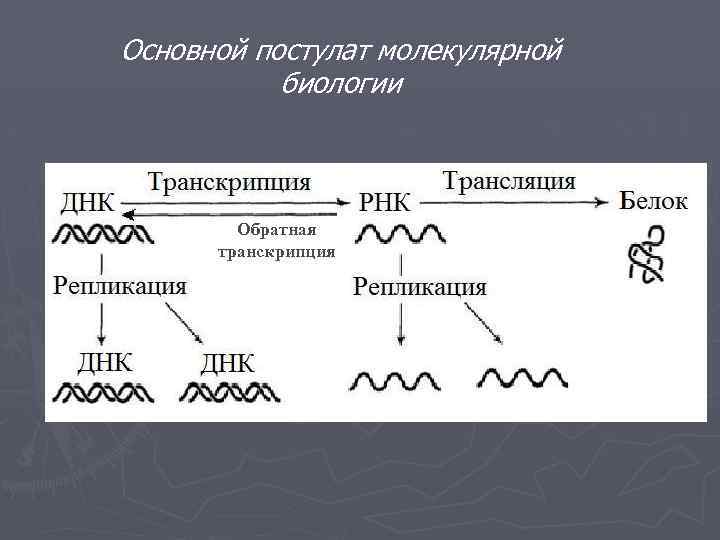 Какая схема соответствует главному постулату или центральной догме молекулярной биологии