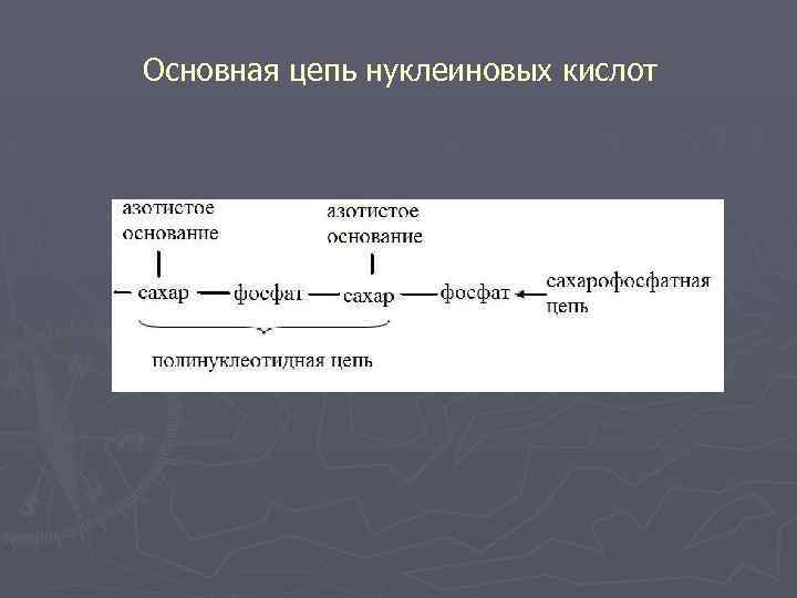 Основная цепь нуклеиновых кислот 