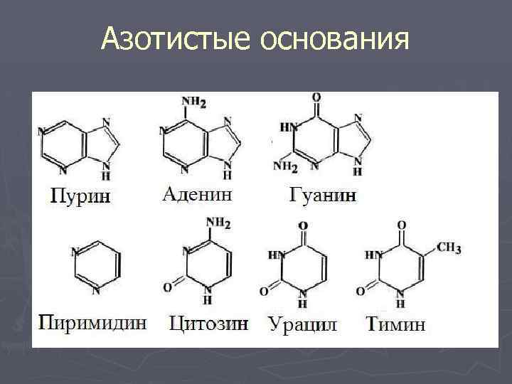 Пурины азотистые основания