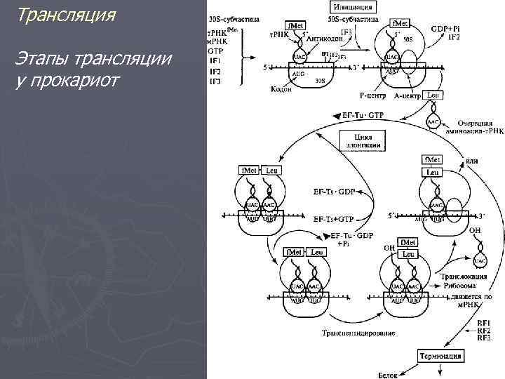 Трансляция Этапы трансляции у прокариот 