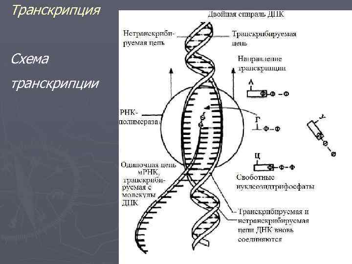 Транскрипция Схема транскрипции 