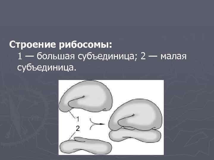 Строение рибосомы: 1 — большая субъединица; 2 — малая субъединица. 