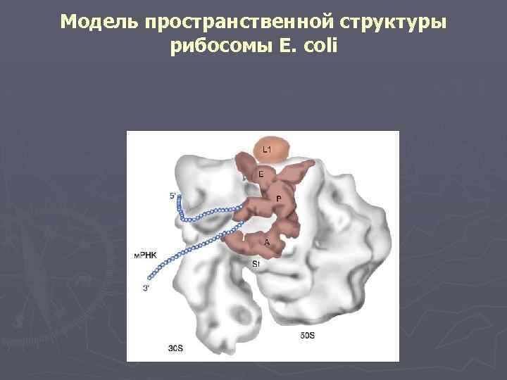  Модель пространственной структуры рибосомы E. coli 