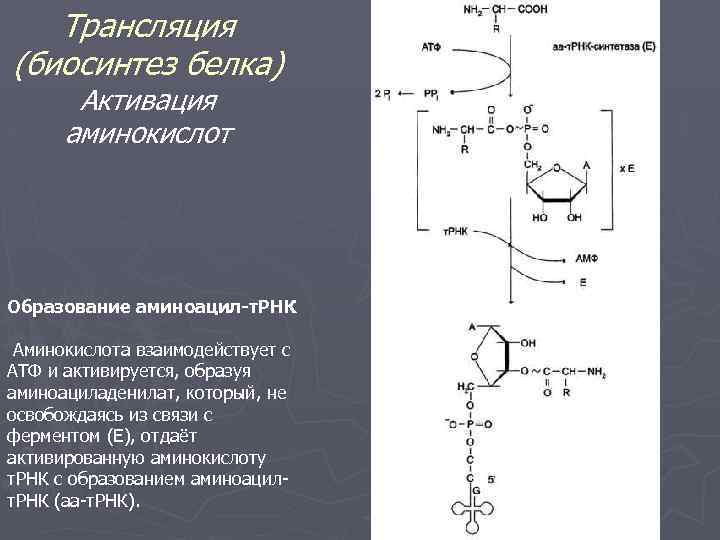 Трансляция (биосинтез белка) Активация аминокислот Образование аминоацил-т. РНК Аминокислота взаимодействует с АТФ и активируется,