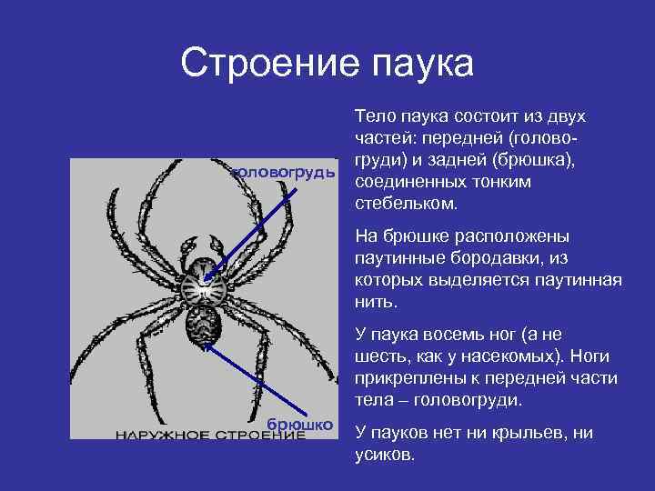 Строение паука головогрудь Тело паука состоит из двух частей: передней (головогруди) и задней (брюшка),
