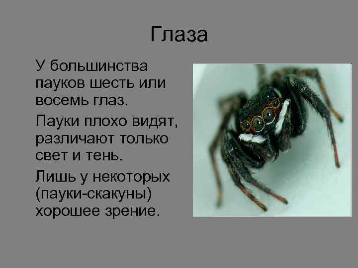 Глаза У большинства пауков шесть или восемь глаз. Пауки плохо видят, различают только свет