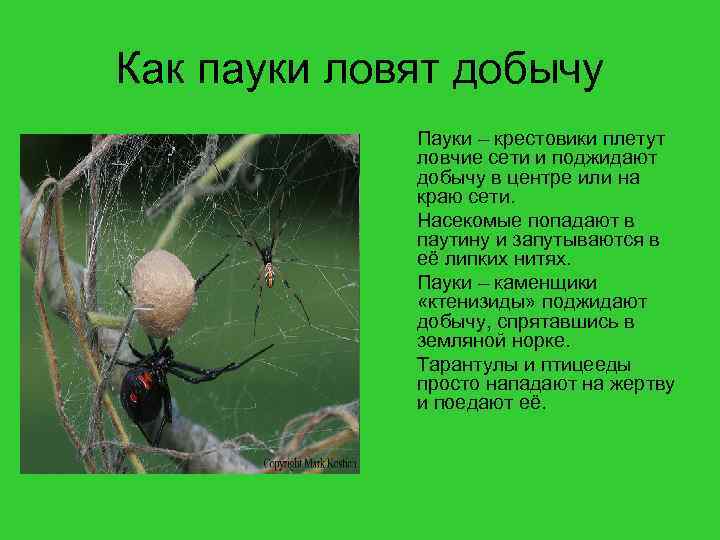 Как пауки ловят добычу Пауки – крестовики плетут ловчие сети и поджидают добычу в