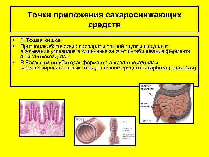 Точки приложения сахароснижающих средств • • • 1. Тощая кишка. Противодиабетические препараты данной группы