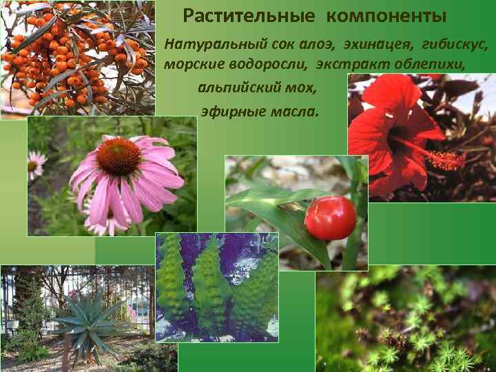 Растительные компоненты Натуральный сок алоэ, эхинацея, гибискус, морские водоросли, экстракт облепихи, альпийский мох, эфирные