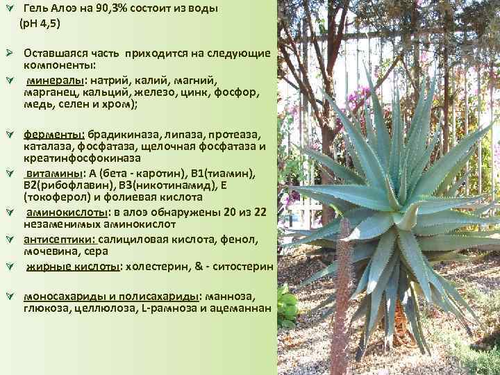 Ú Гель Алоэ на 90, 3% состоит из воды (p. H 4, 5) Состав