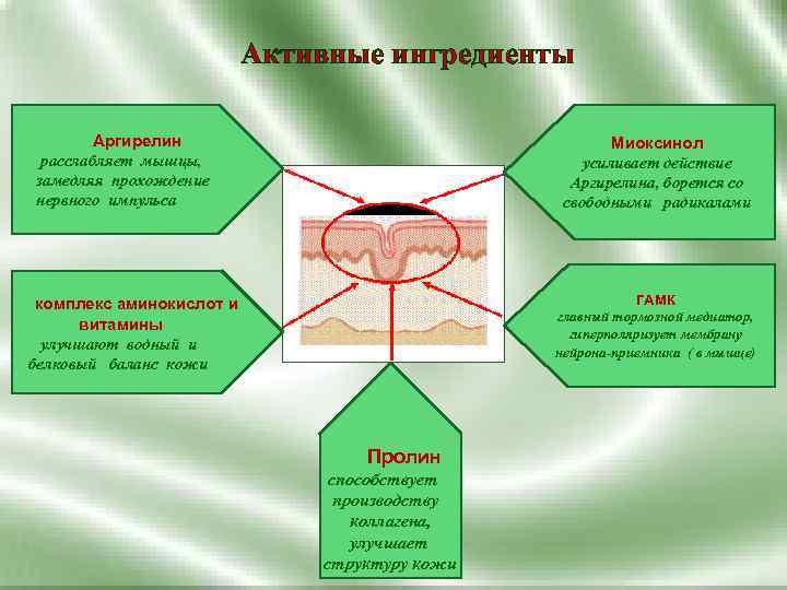 Активные ингредиенты Аргирелин расслабляет мышцы, замедляя прохождение нервного импульса Миоксинол усиливает действие Аргирелина, борется