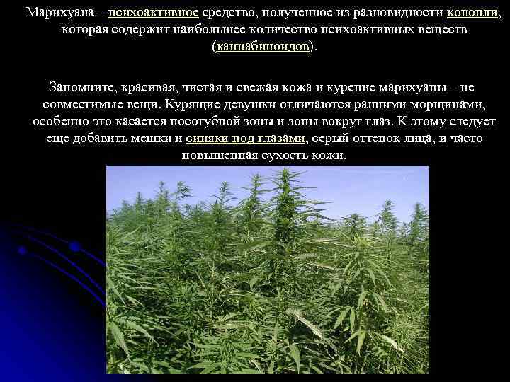 Марихуана – психоактивное средство, полученное из разновидности конопли, которая содержит наибольшее количество психоактивных веществ