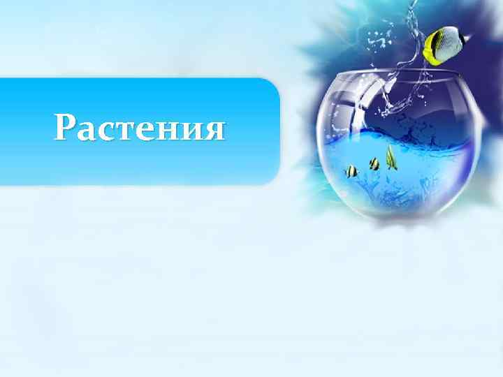 Растения 