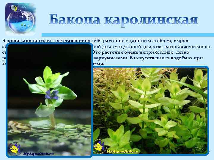 Бакопа каролинская представляет из себя растение с длинным стеблем, с яркозелеными овальными листьями шириной