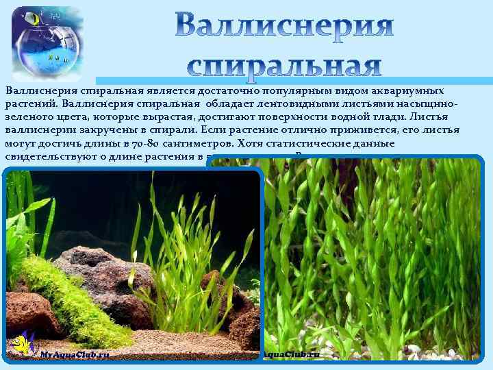 Валлиснерия спиральная является достаточно популярным видом аквариумных растений. Валлиснерия спиральная обладает лентовидными листьями насыщннозеленого