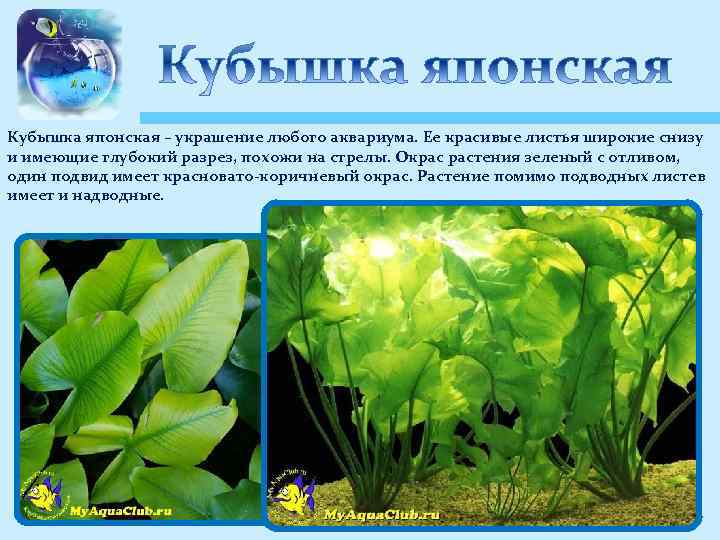 Кубышка японская – украшение любого аквариума. Ее красивые листья широкие снизу и имеющие глубокий