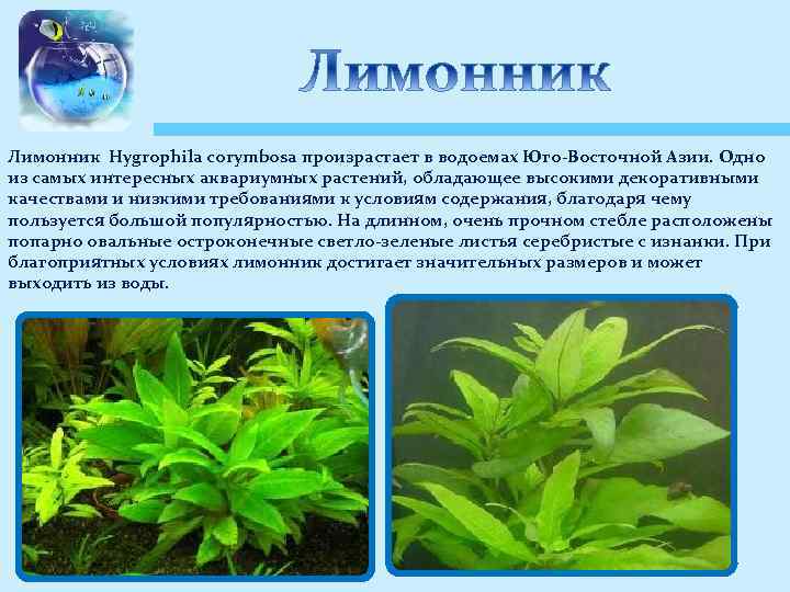 Лимонник Hygrophila corymbosa произрастает в водоемах Юго-Восточной Азии. Одно из самых интересных аквариумных растений,