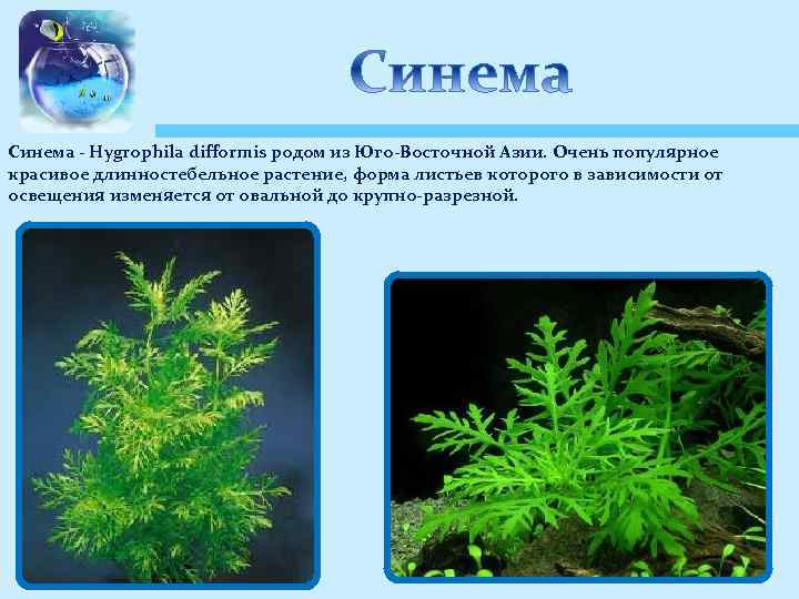 Синема - Hygrophila difformis родом из Юго-Восточной Азии. Очень популярное красивое длинностебельное растение, форма