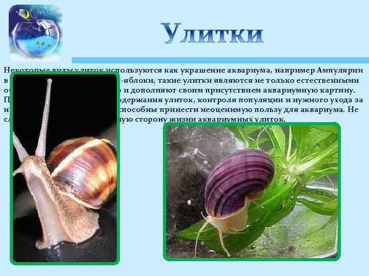 Некоторые виды улиток используются как украшение аквариума, например Ампулярии в народе называются улитки-яблоки, такие