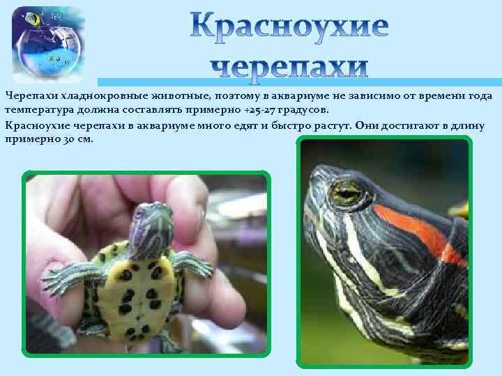 Черепахи хладнокровные животные, поэтому в аквариуме не зависимо от времени года температура должна составлять