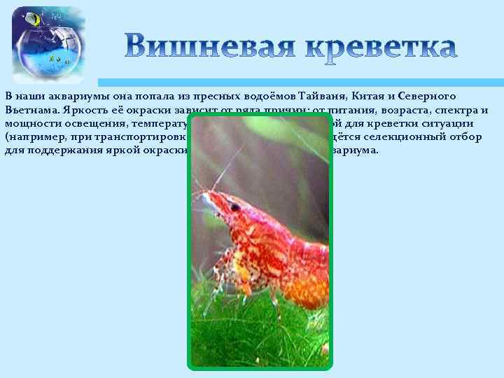 В наши аквариумы она попала из пресных водоёмов Тайваня, Китая и Северного Вьетнама. Яркость